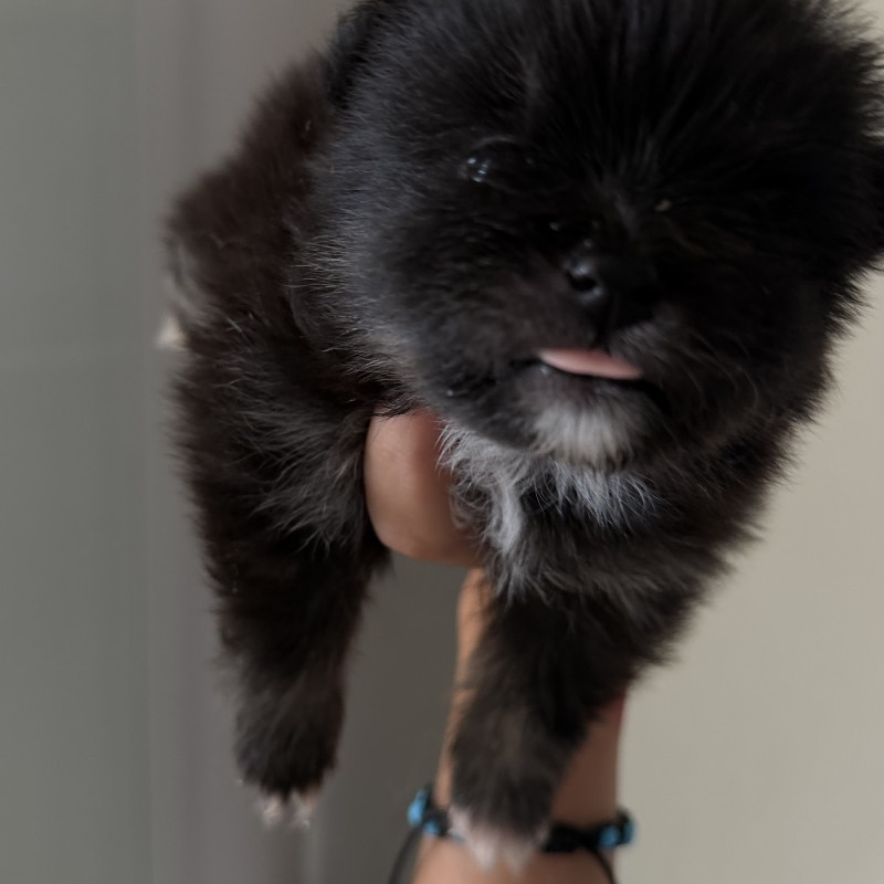 Filhotes de Lulu da pomerania - Foto 3