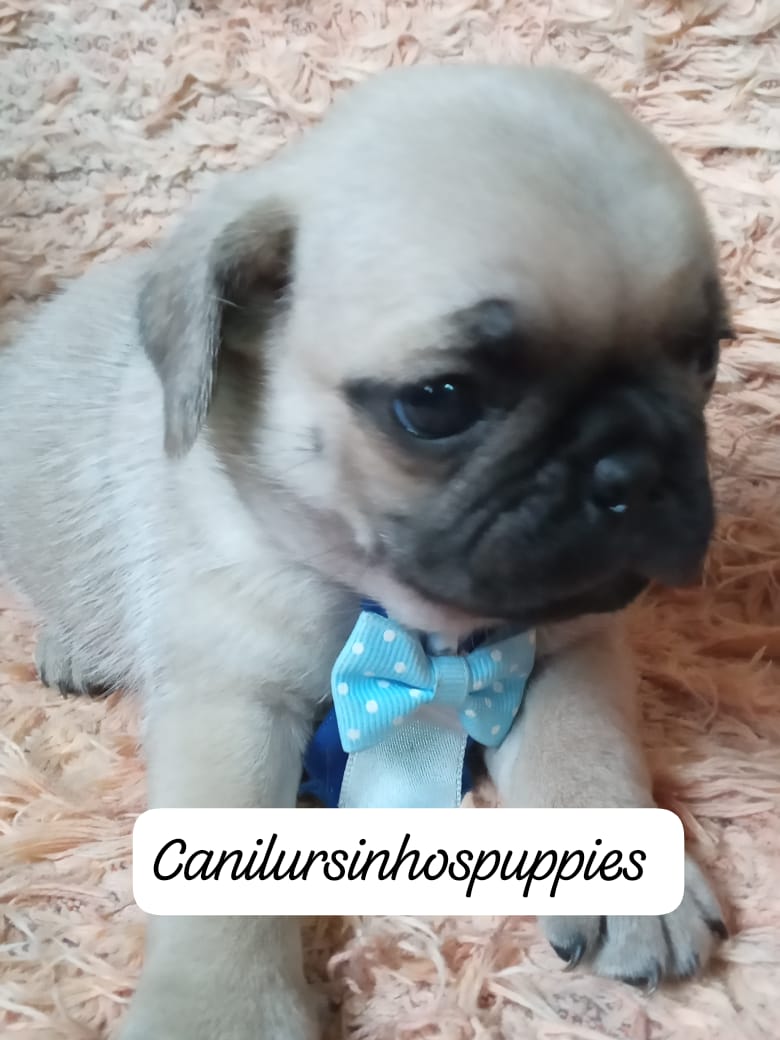 pug garanta o seu  #canilursinhospuppies garanta já o seu ! - Foto 2