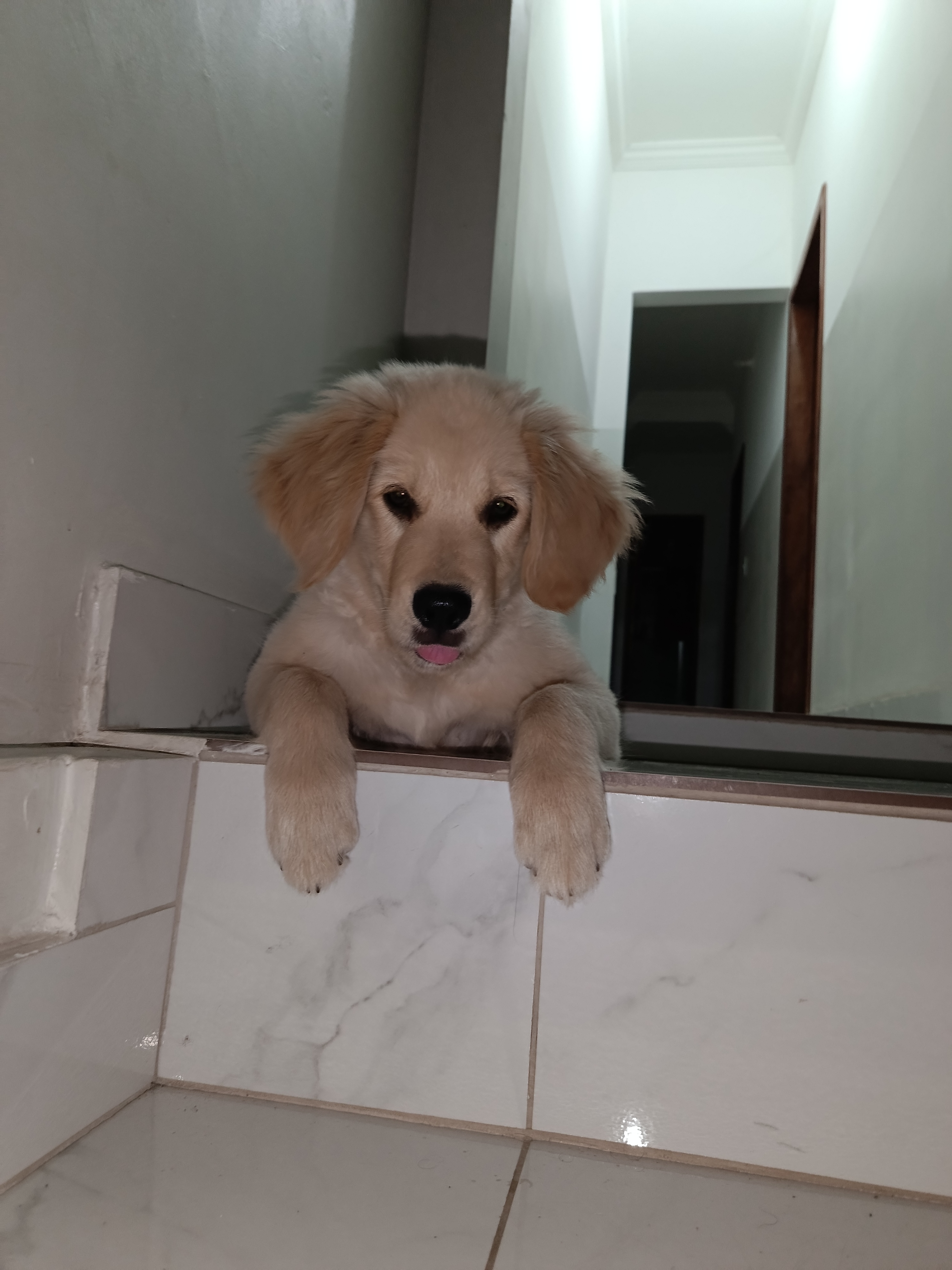 Filhote de Golden Retriever  - Foto 2