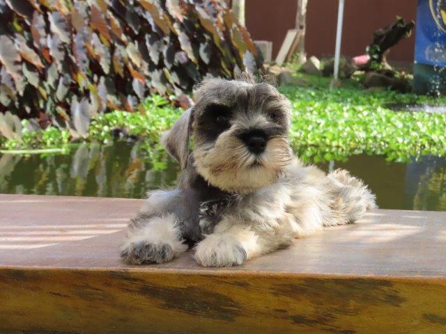 SCHNAUZER MINIATURA TAJJ MAHALL LINDÍSSMA CHIP 3707 CURITIBA COR SAL E PIMENTA. DUAS VACINAS IMPORTADAS. - Foto 2