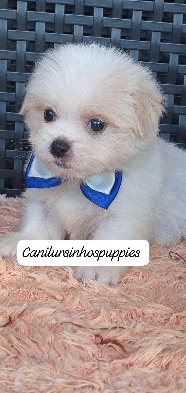 lhasa apso garanta  o seu  #canilursinhospuppies garanta já o seu ! - Foto 5