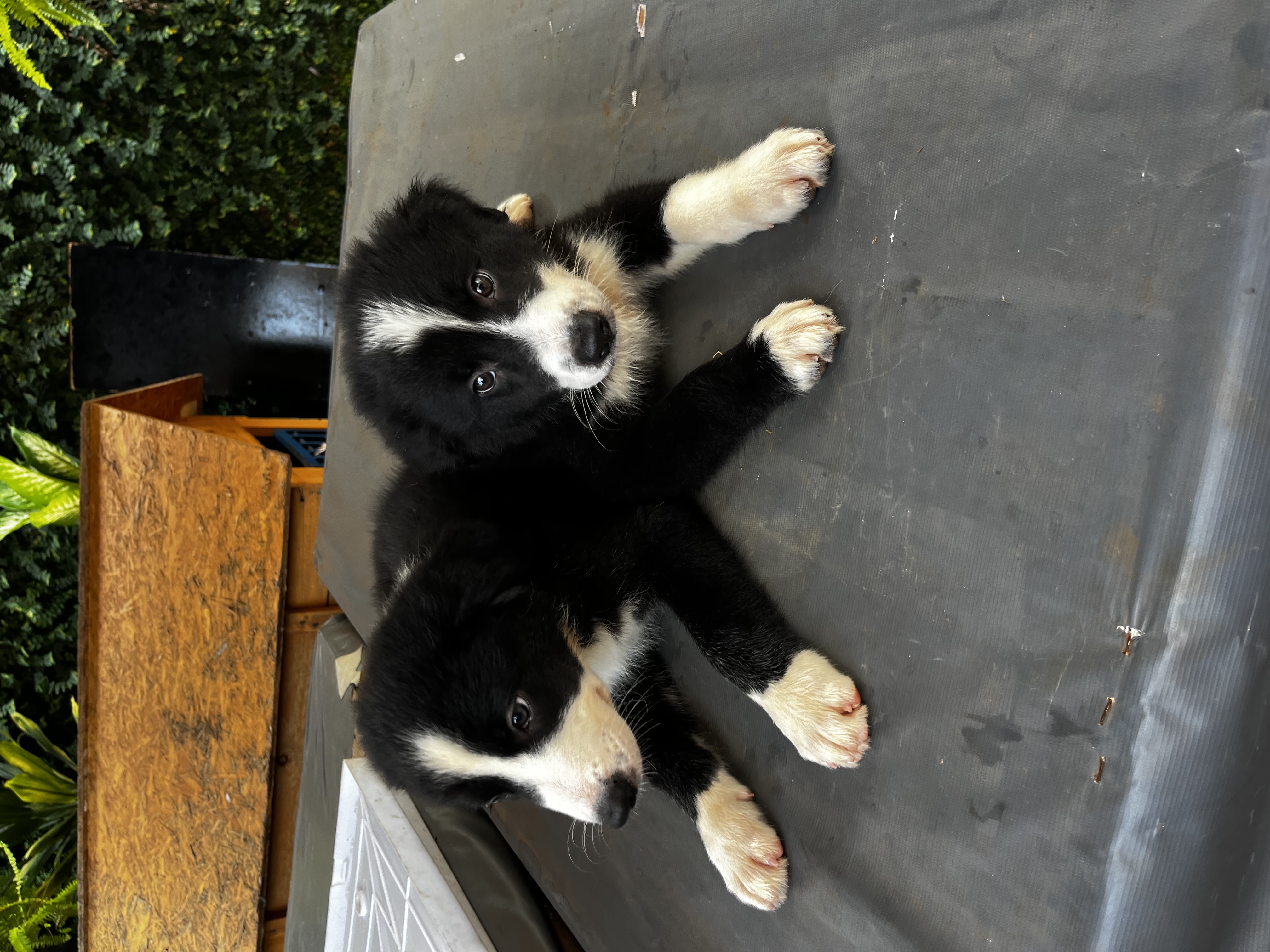 Border Collie - Foto 1