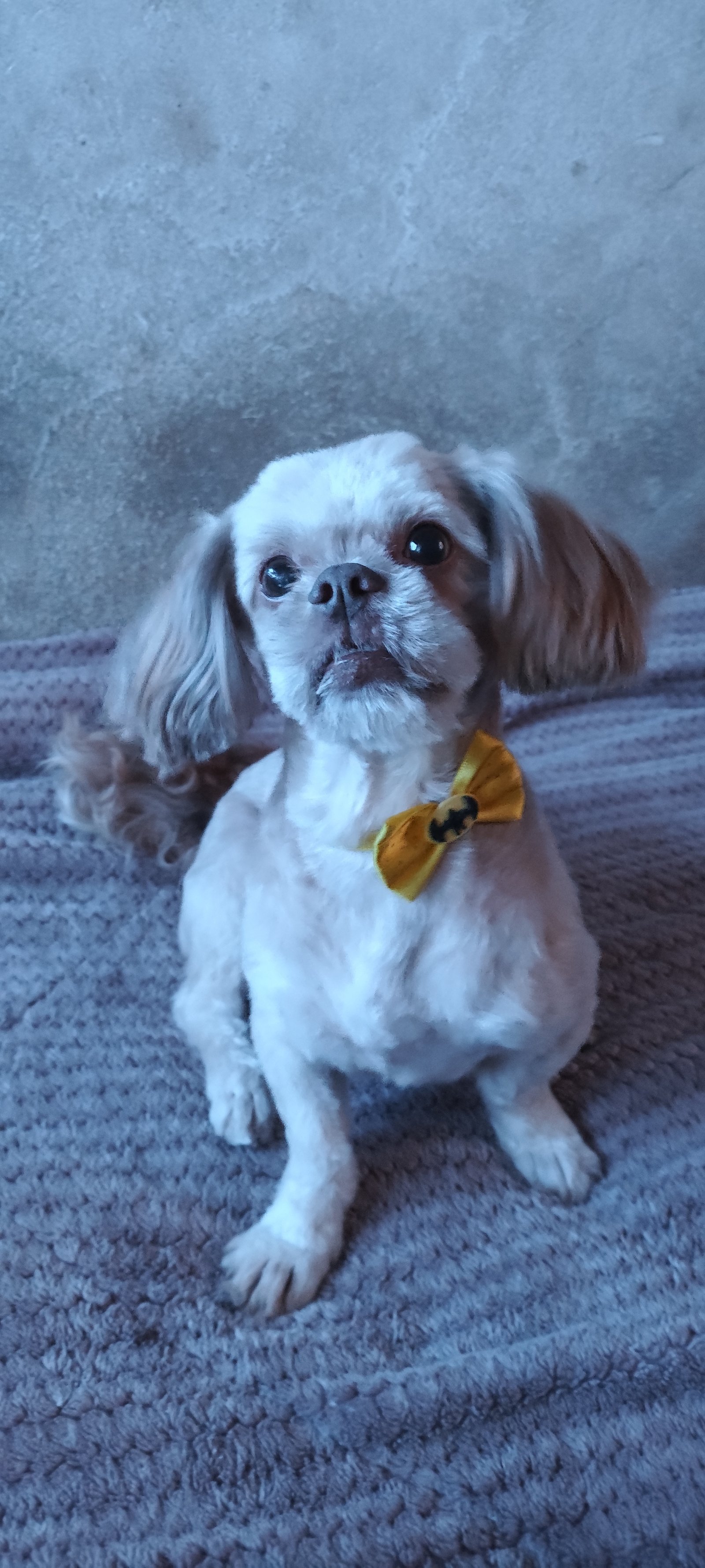 Shih Tzu Macho - Foto 1