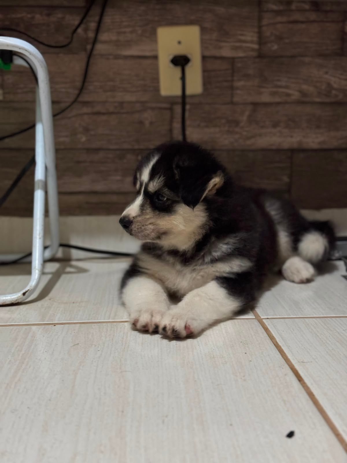 Lindo Filhote de Husky Siberiano - Foto 3