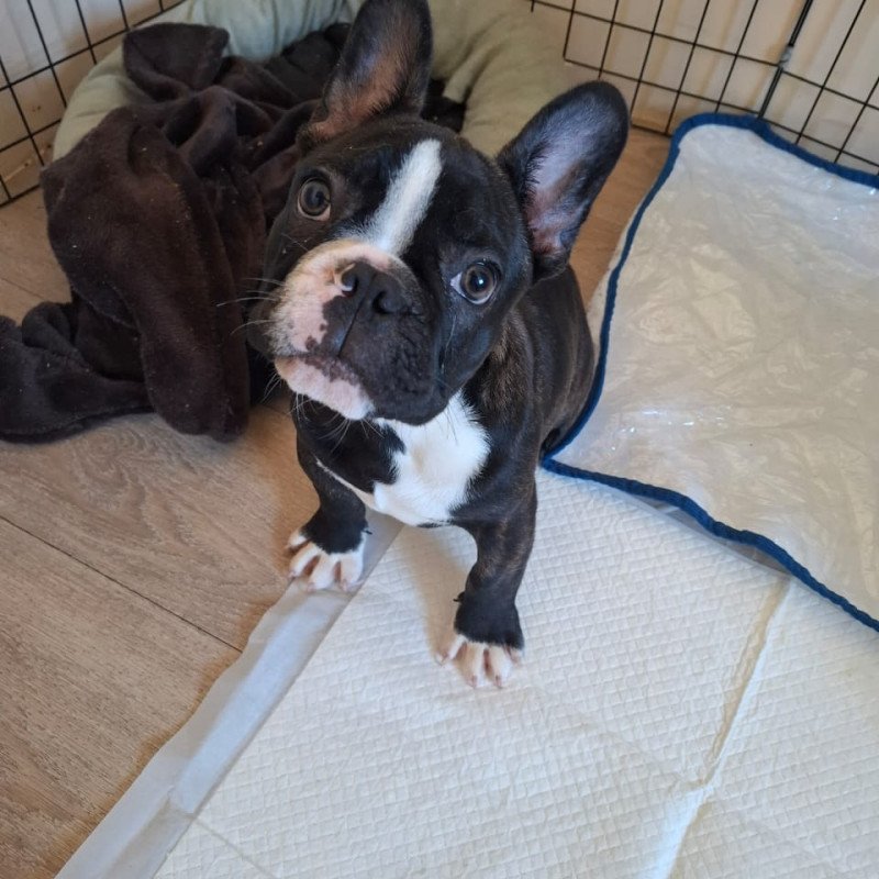 Filhote bulldog frances macho - Foto 5