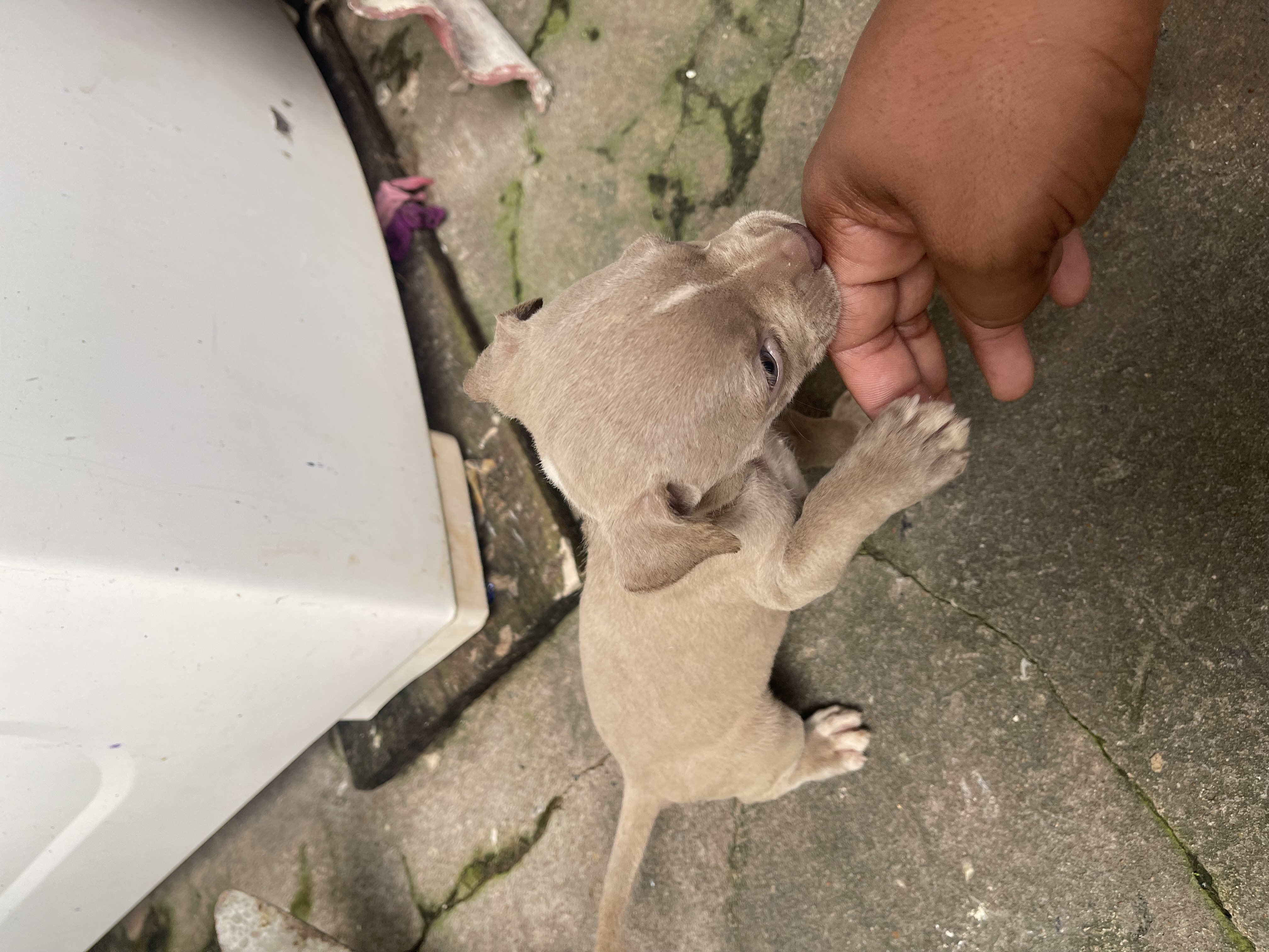 Pitbull  - Foto 2