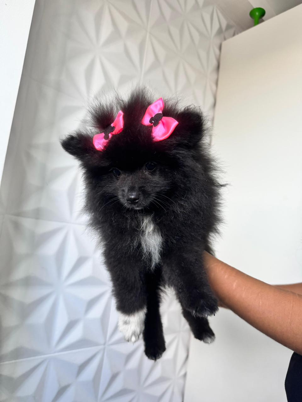 Spitz Alemão - Foto 1