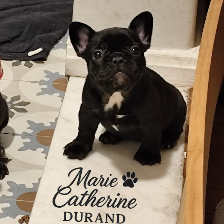 Buldogue Francês - Foto 1