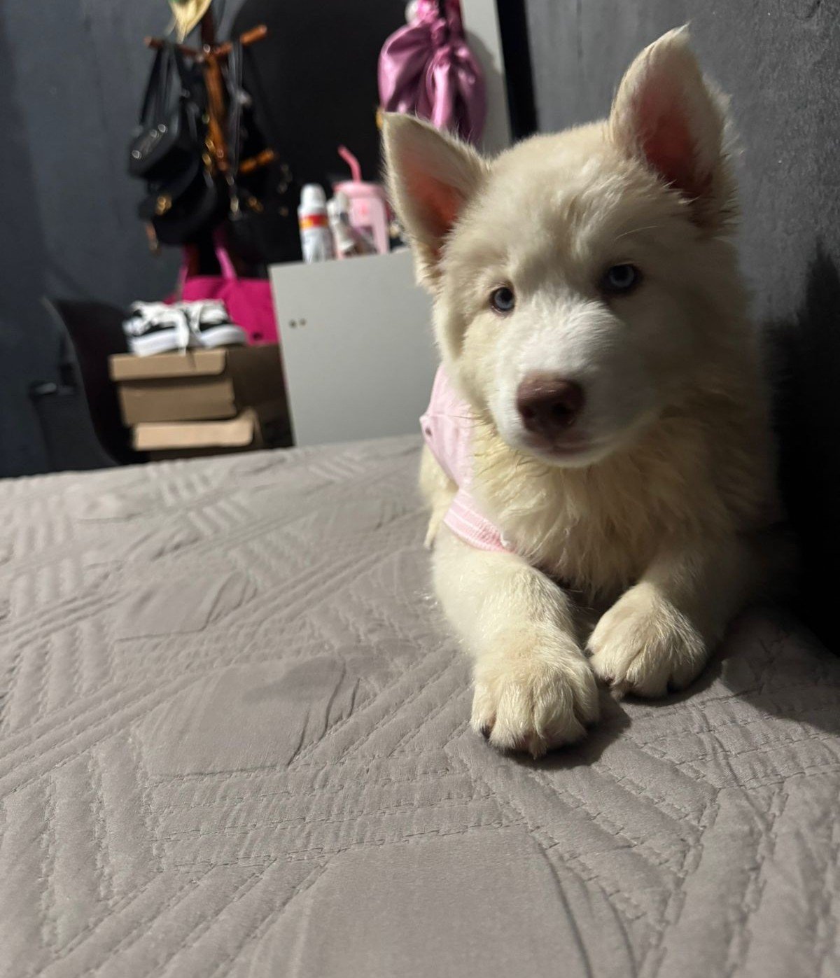 Husky siberiano albina - Foto 2