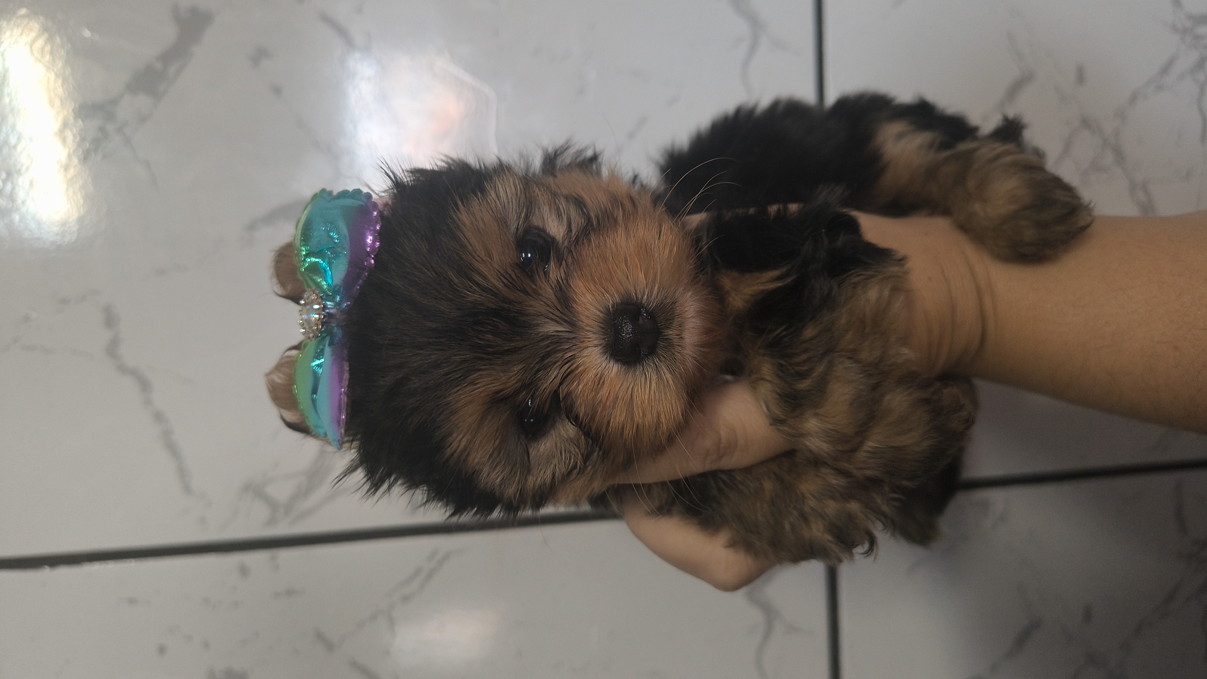 Yorkshire Terrier - Foto 1