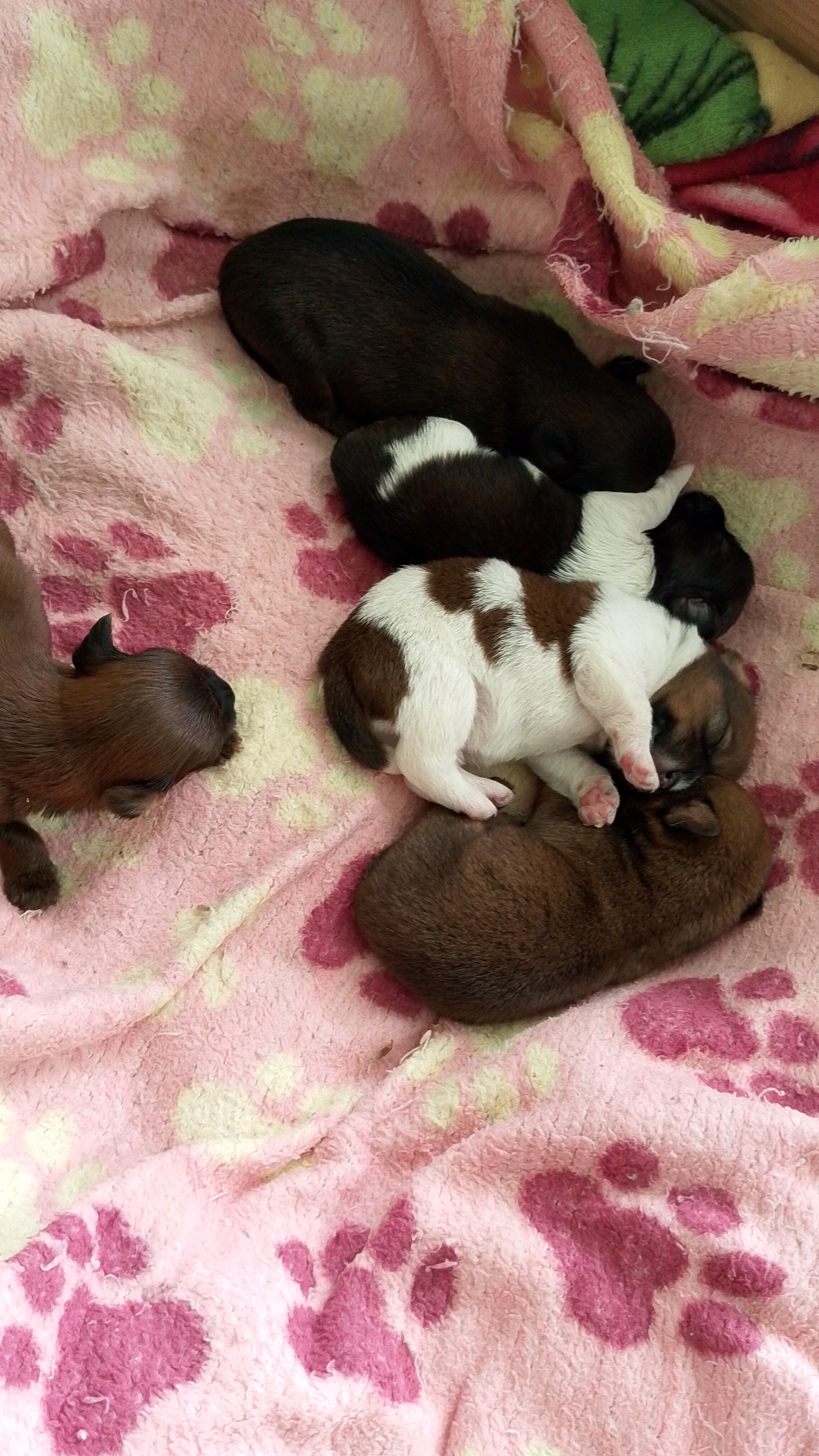 Filhotes Shih tzu puro machos - Foto 1