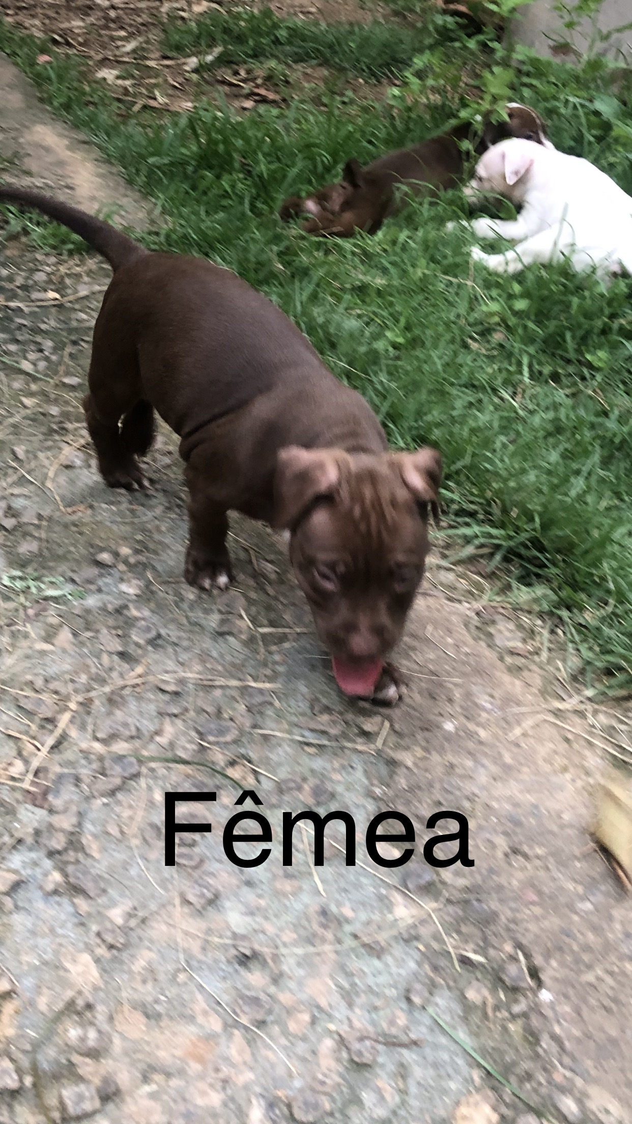 FILHOTES DE PITBULL (RARIDADE) - Foto 4