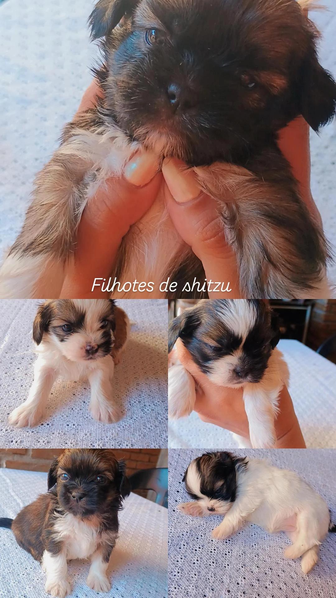 Filhotes de Shitzu  - Foto 1