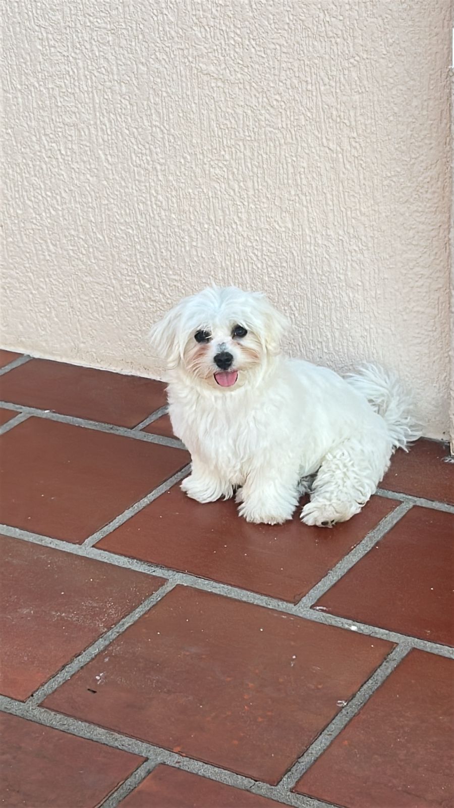 Maltês - Foto 1