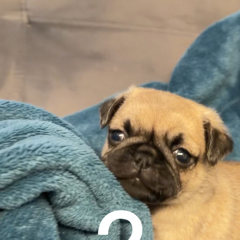 Filhotes de Pug - Foto 2
