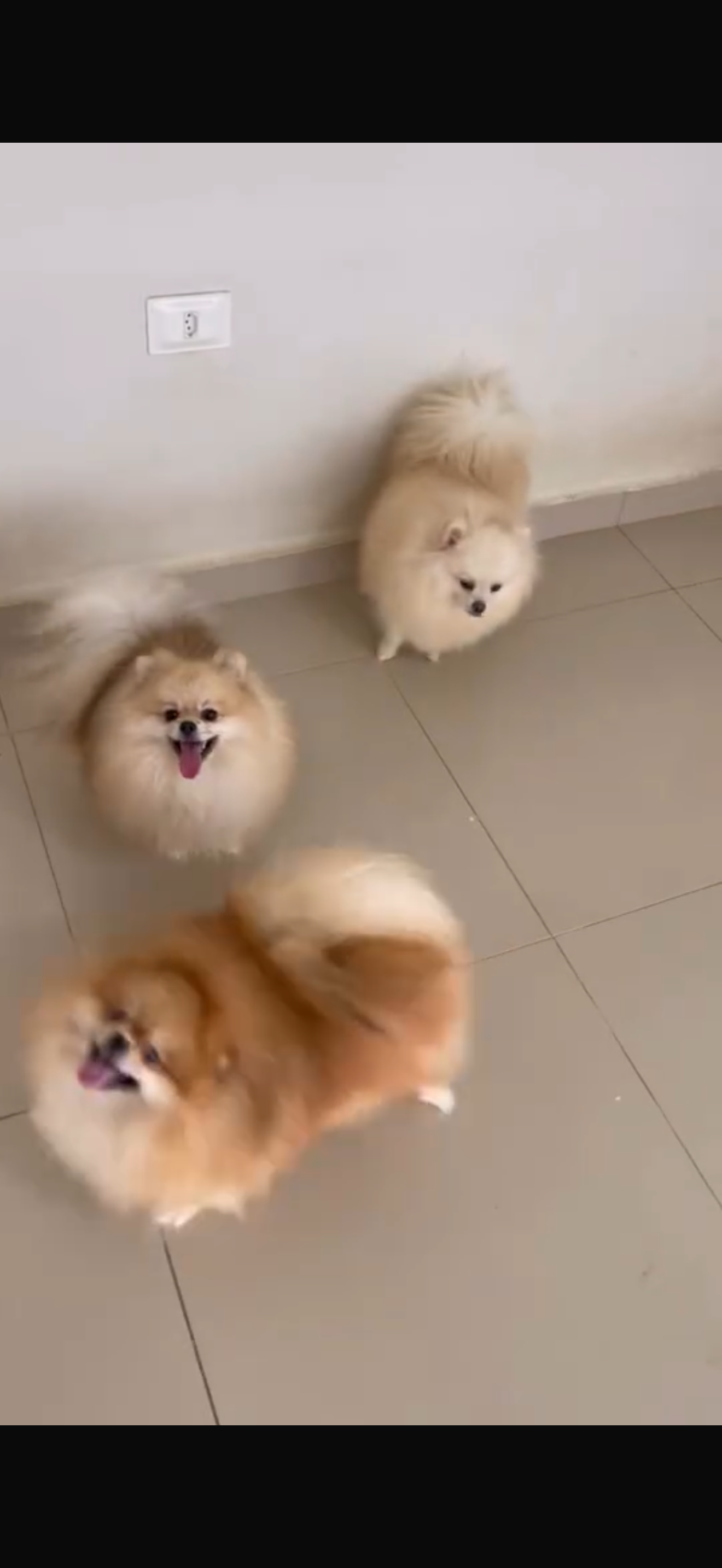 Spitz Alemão - Foto 2