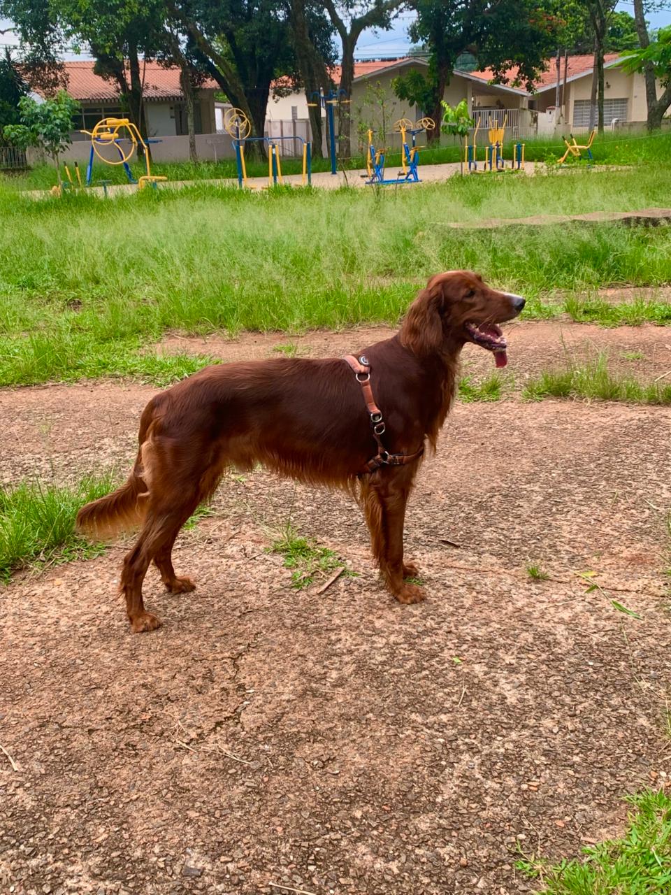 Setter Irlandês para Cobertura – Macho com Pedigree - Foto 2