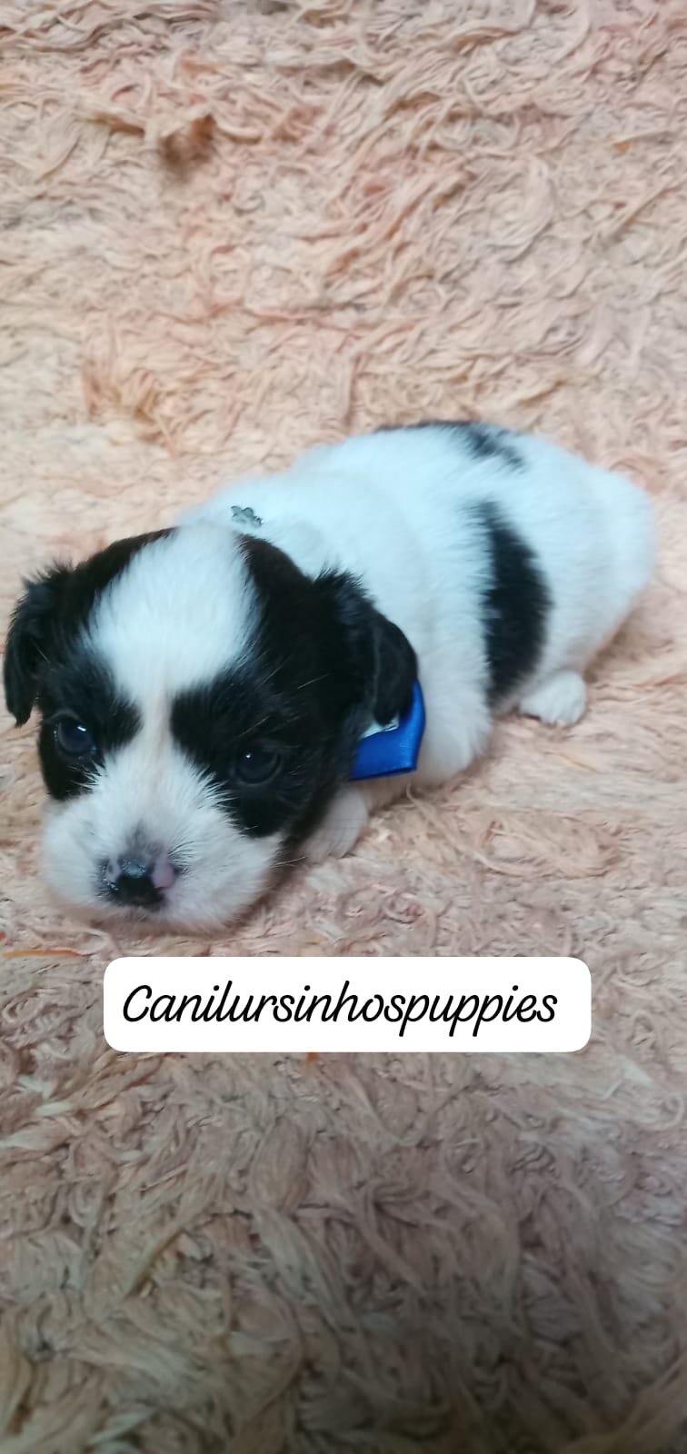 Lhasa Apso - Foto 2