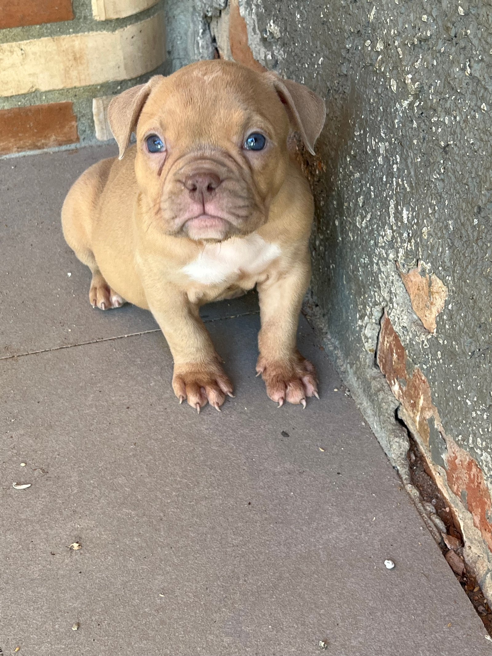 American bully - Foto 2