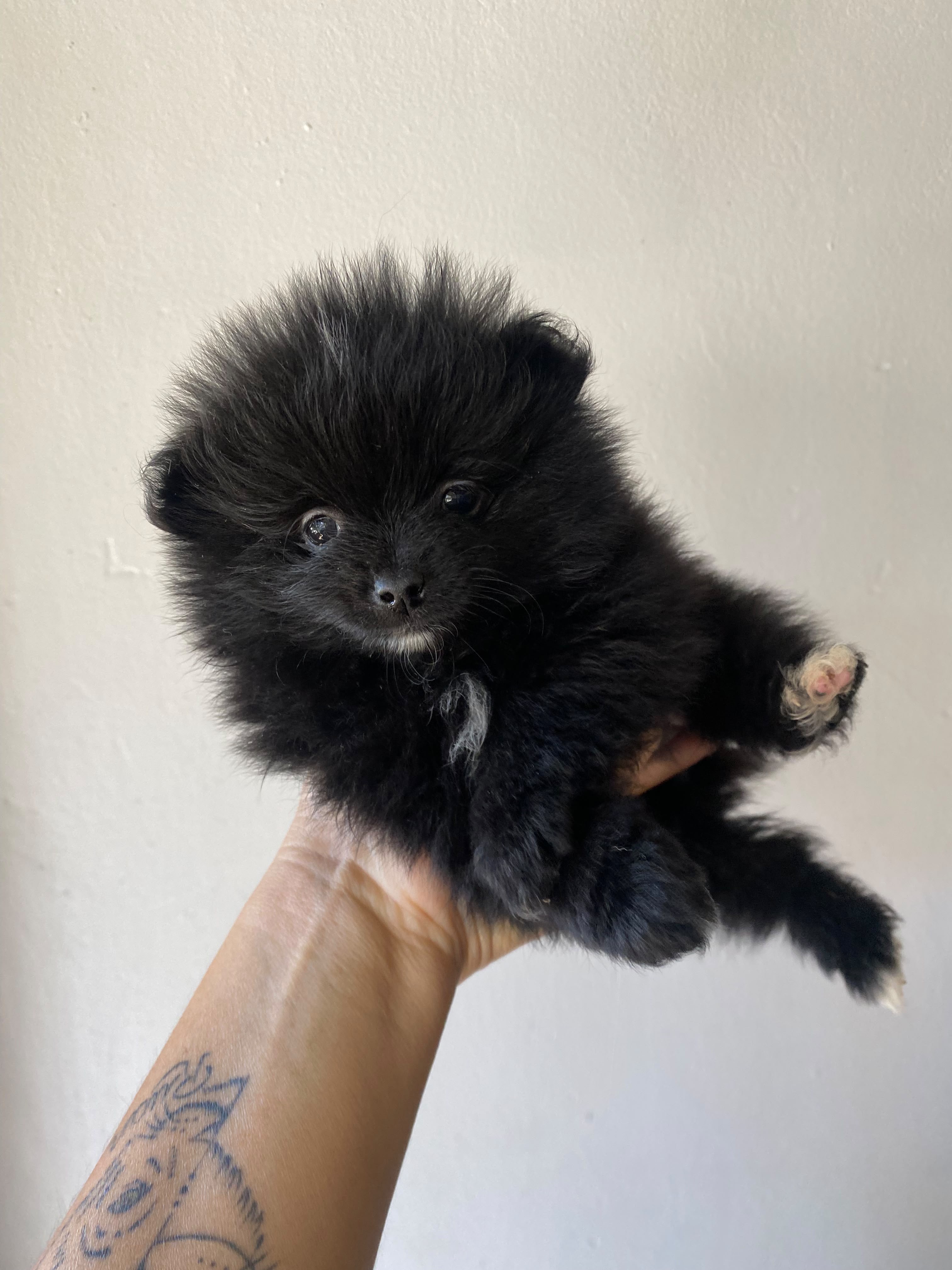 Filhotes Lulu da Pomerânia (Spitz Alemão Anão) – Fêmeas - Foto 1