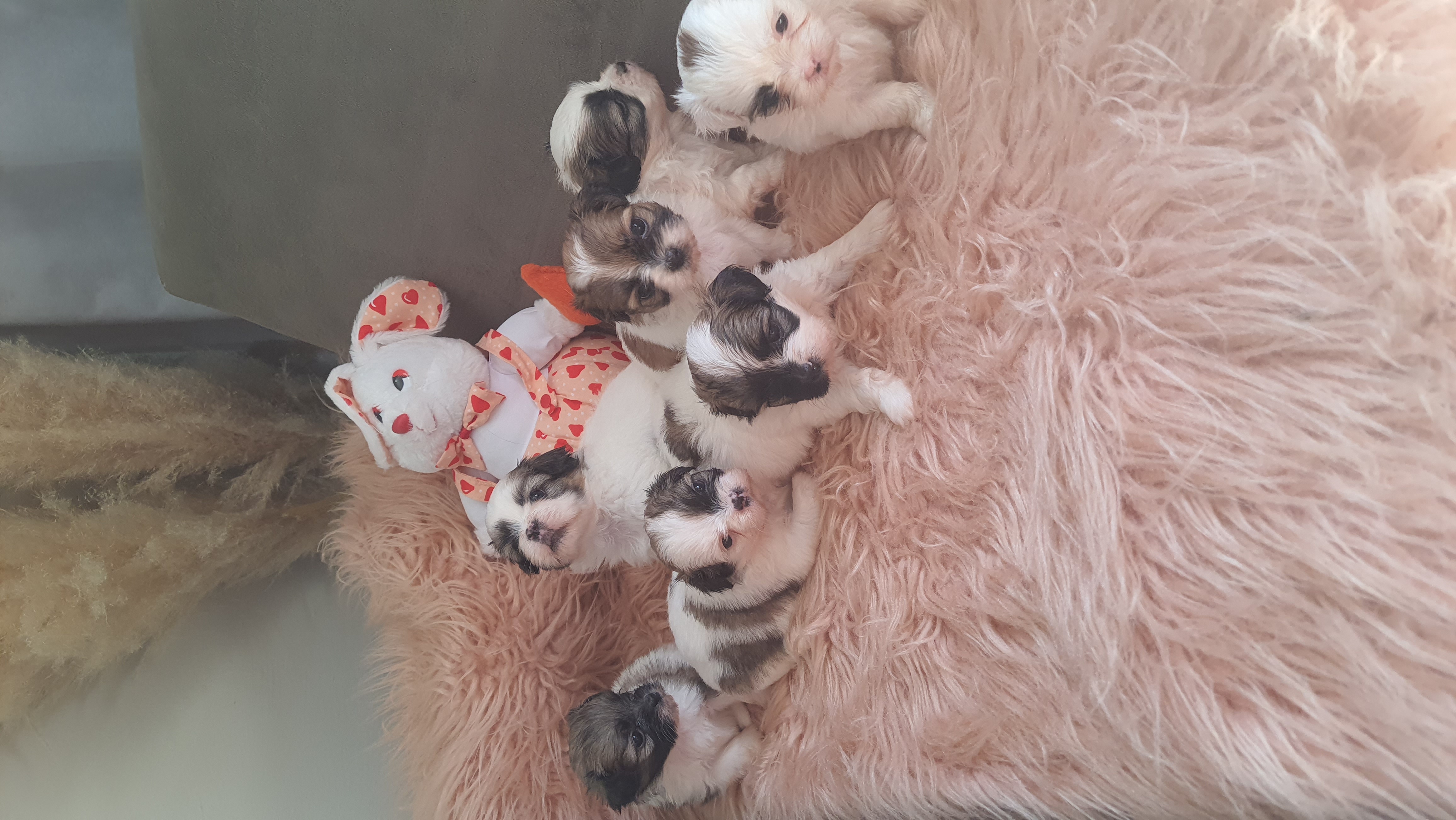 Lhasa Apso - Foto 1