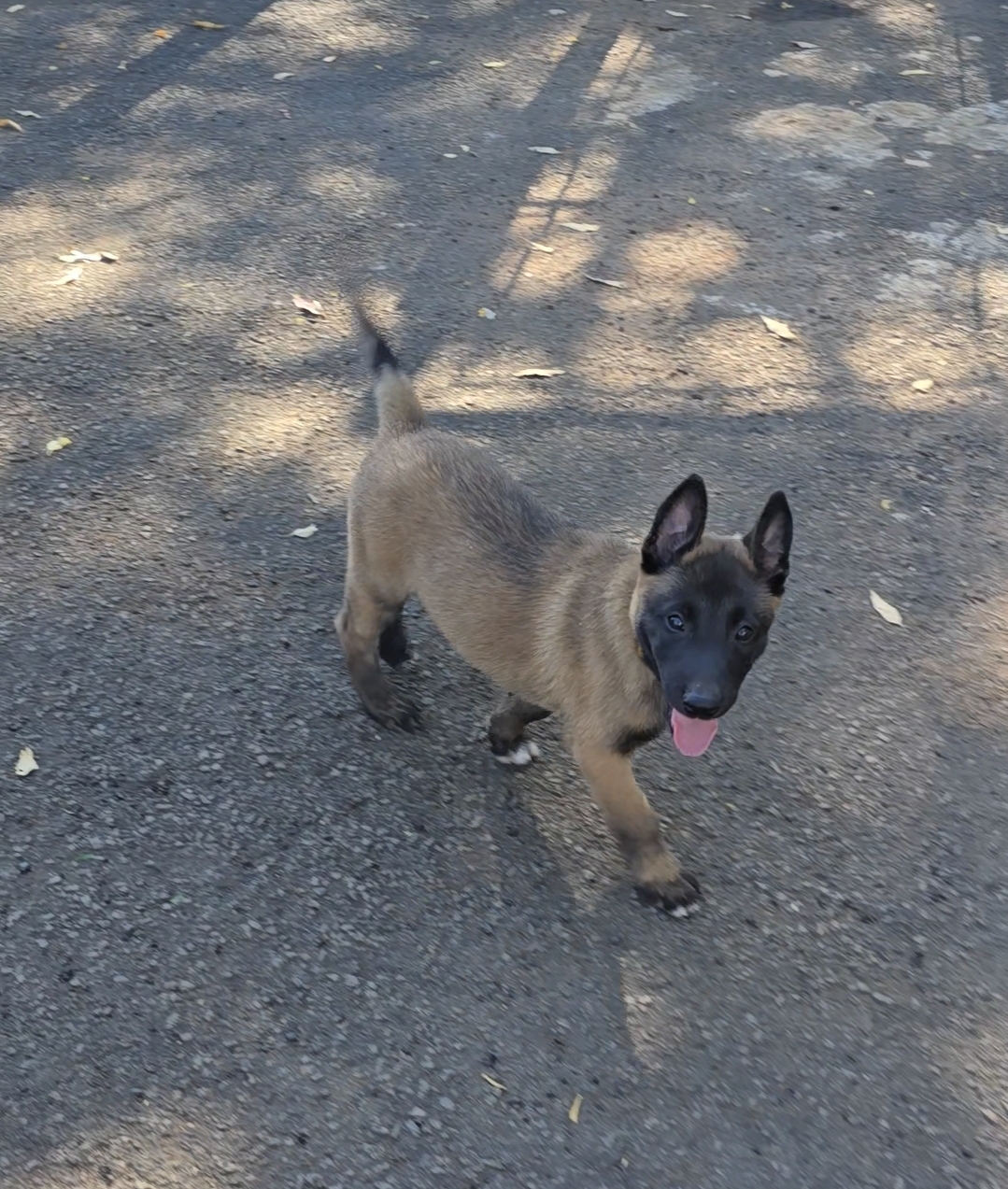 Filhotes pastor Belga Malinois  - Foto 4