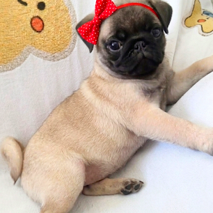 Fêmea de Pug abricot - Foto 1