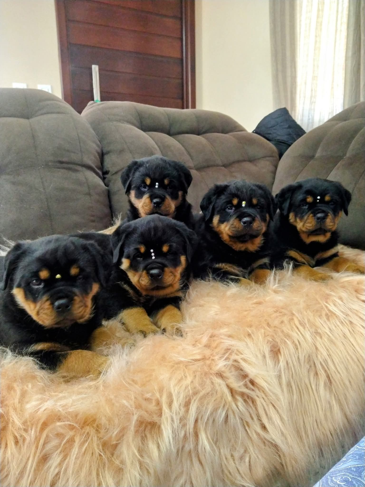 Rottweiler - Foto 2