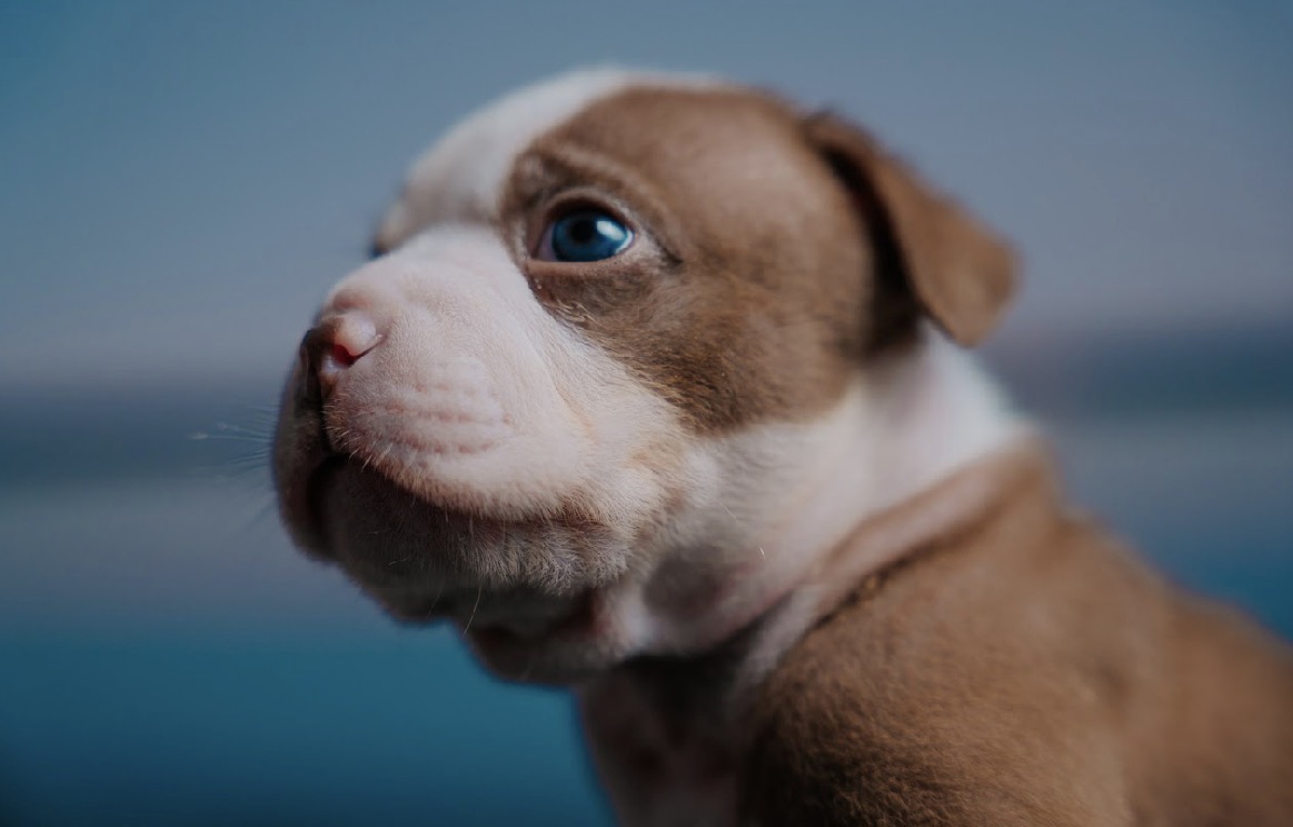 American bully Micro - Foto 4