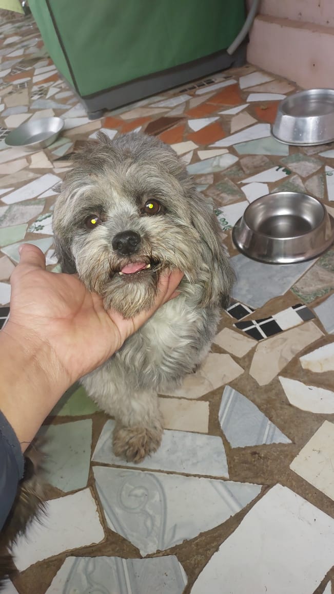 Shih Tzu - Foto 1