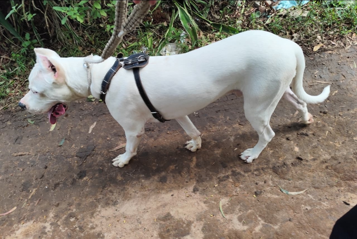 Dogo Argentino  - Foto 4