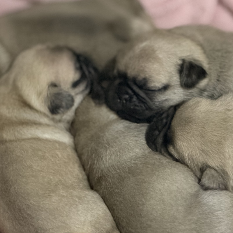 Filhotes de Pug - Foto 4