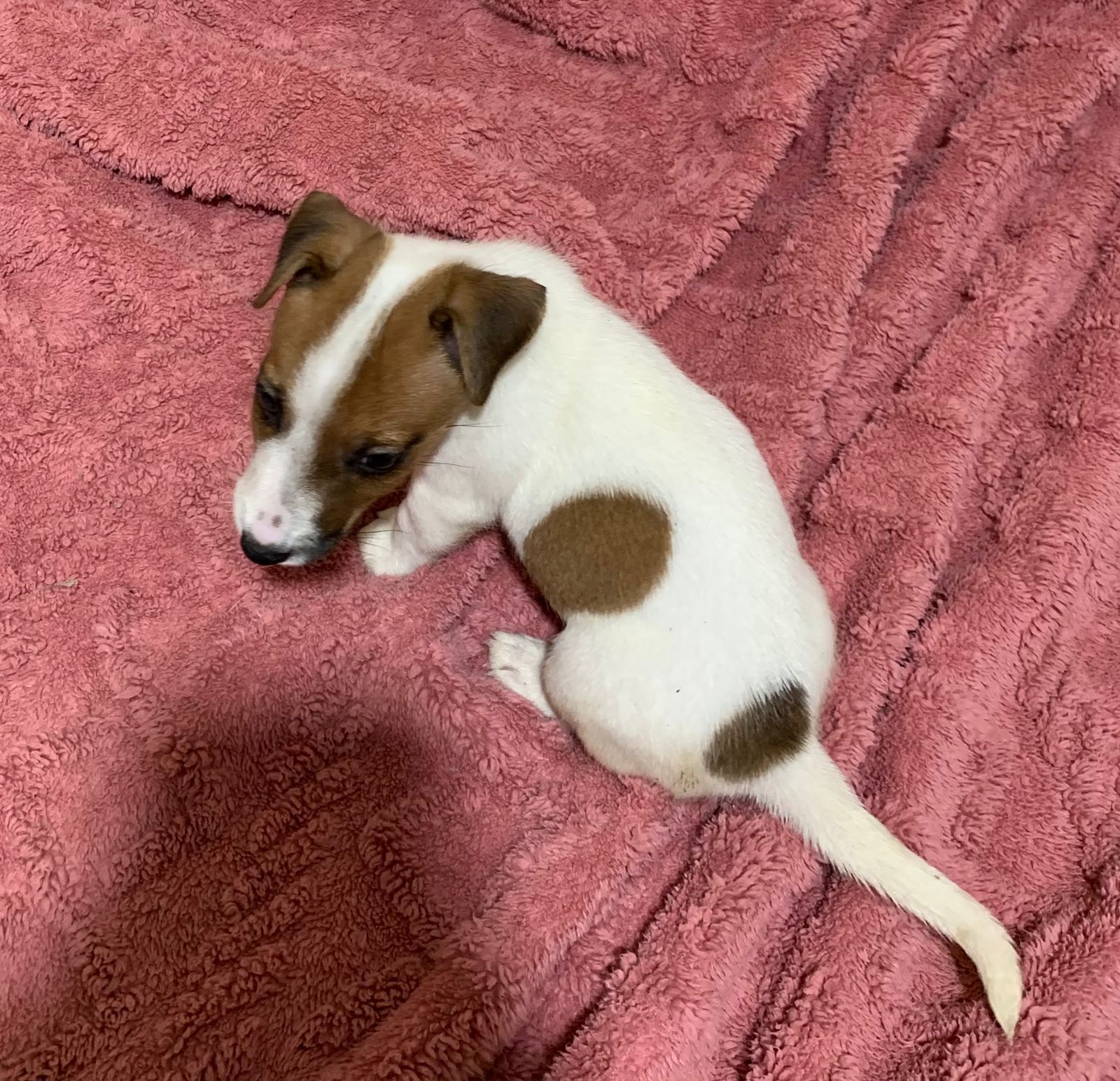 Jack Russel Terrier - Foto 3