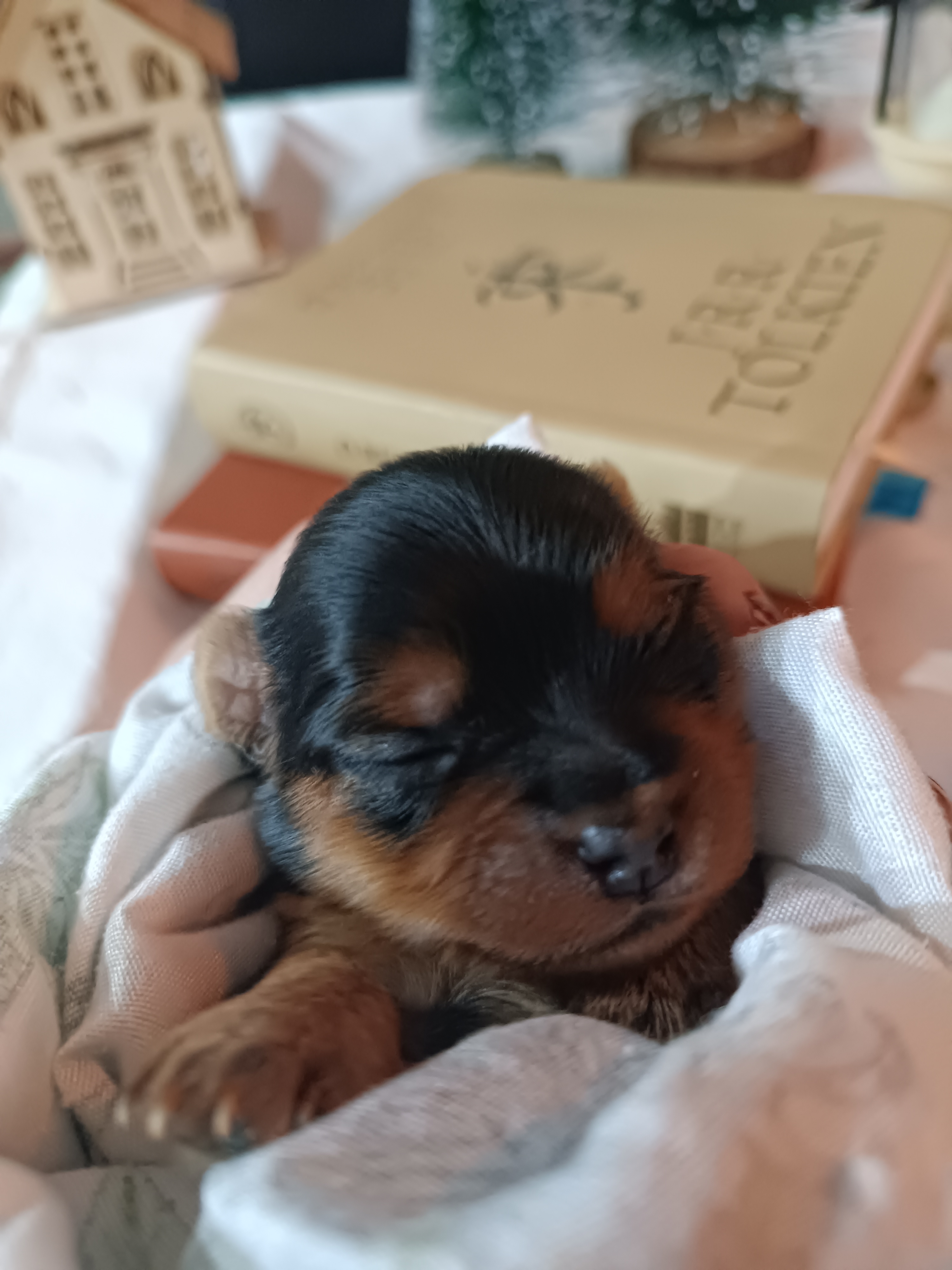 Yorkshire terrier  - Foto 2