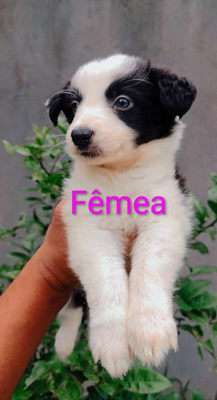 Border Collie - Foto 1