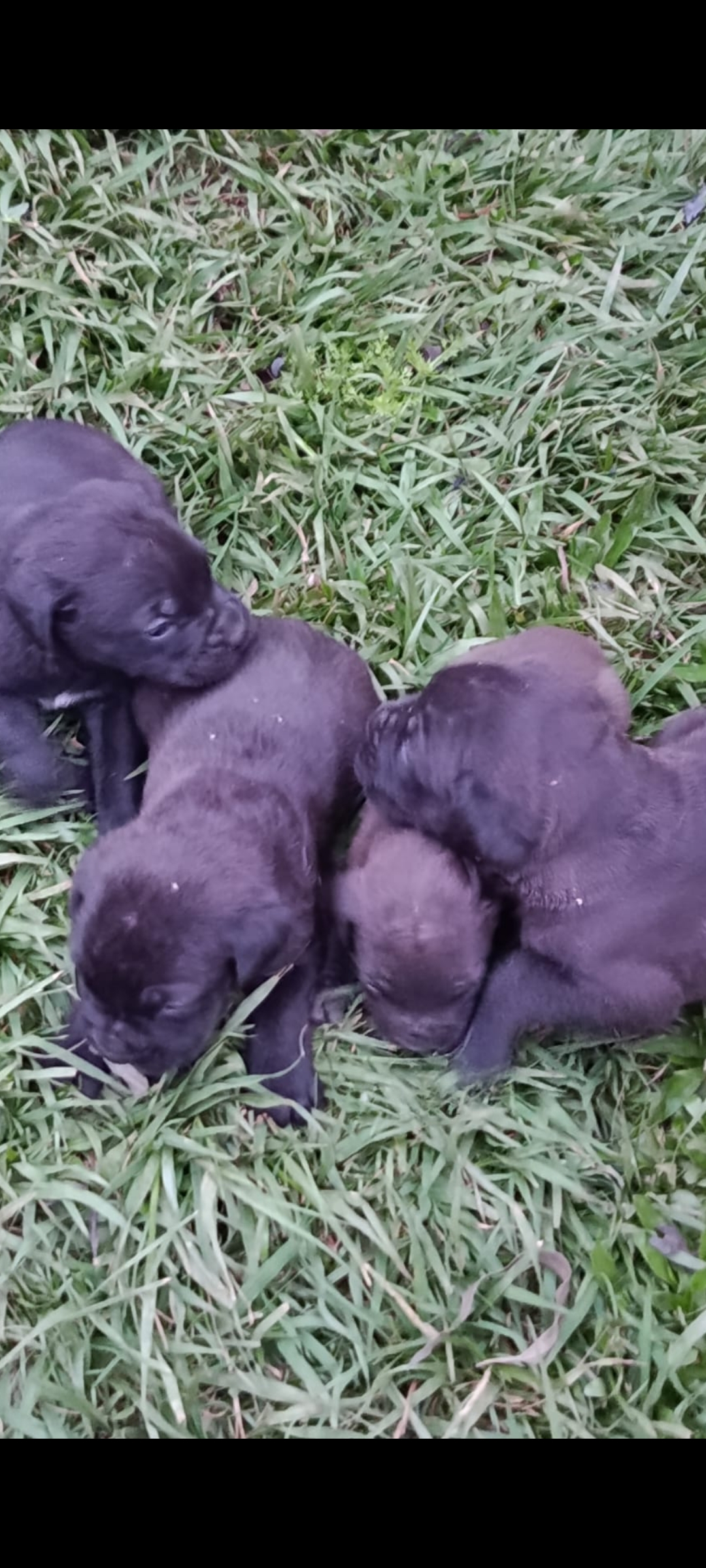 Cane Corso - Foto 3