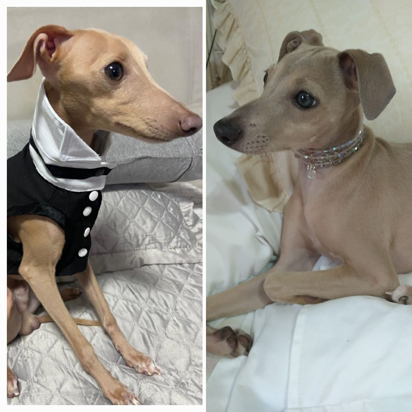Filhote de mini Galgo - Foto 3