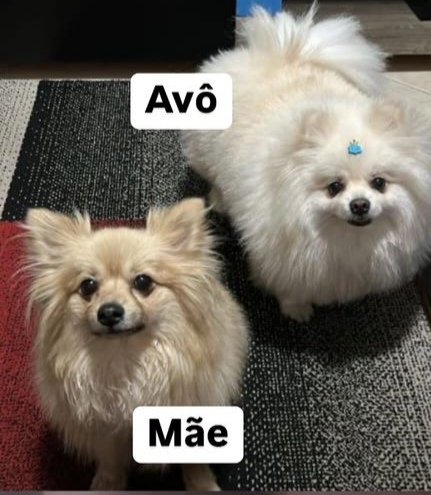 Filhotes de Lulu da Pomerânia - Foto 5