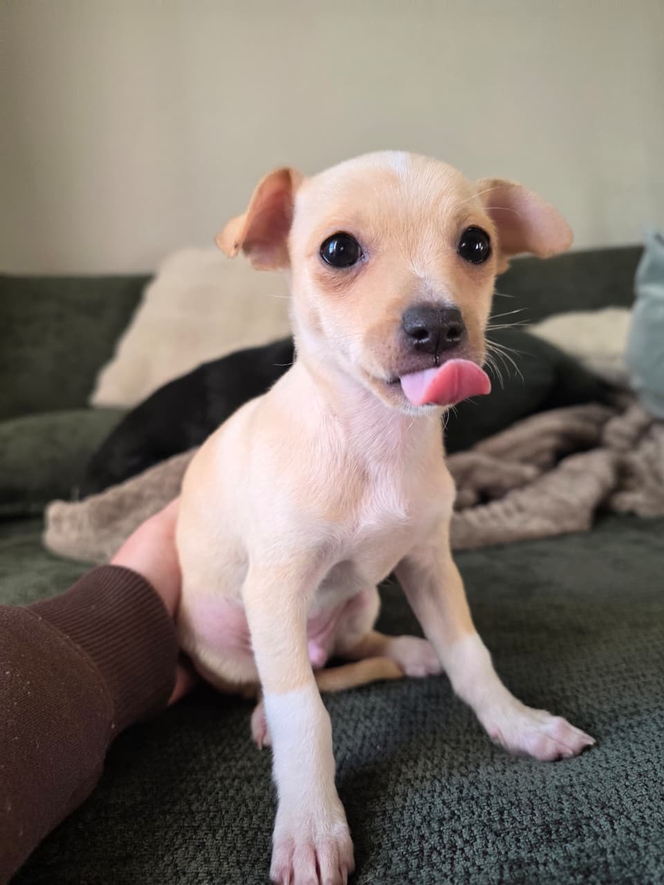 PINSCHER  - Foto 2