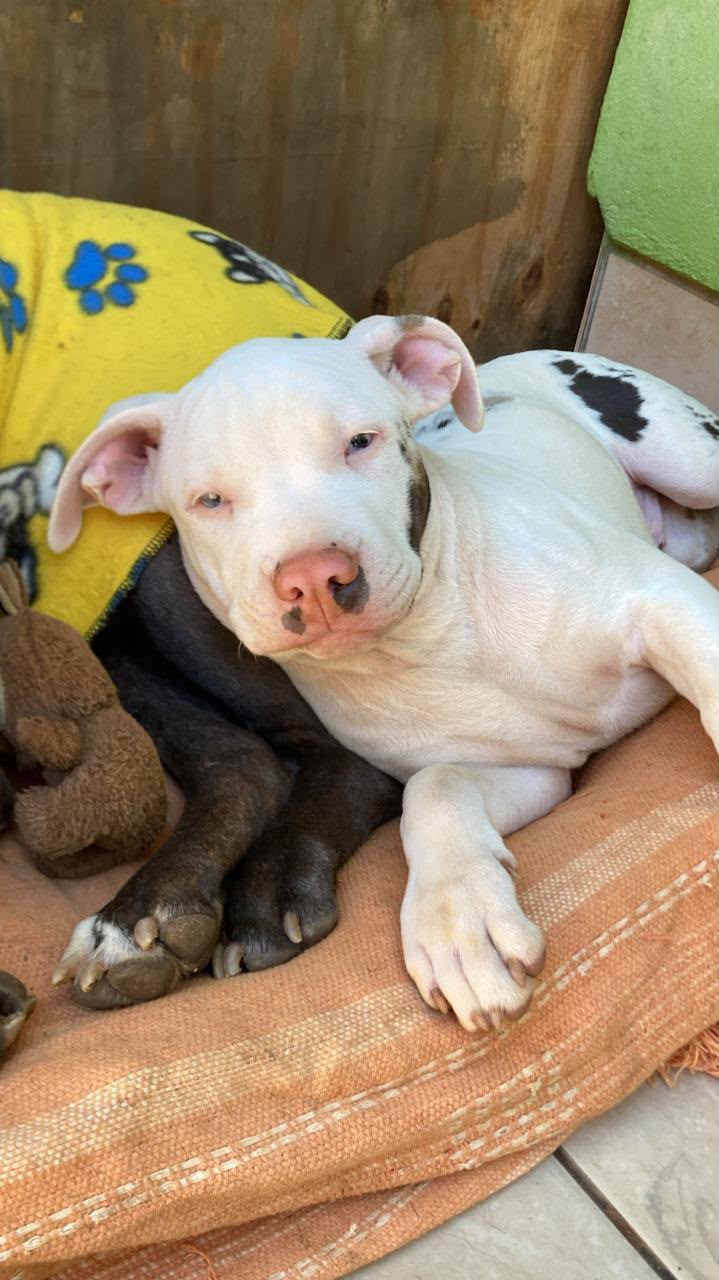 Pitbull - Foto 2