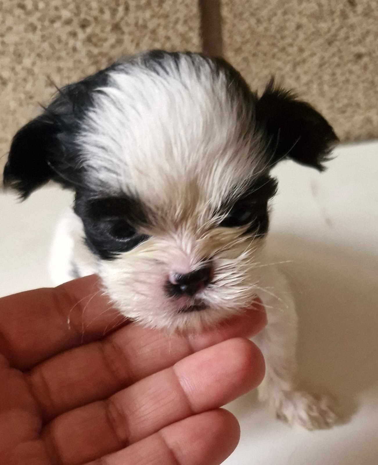 filhote de shih tzu (fêmea)  - Foto 4