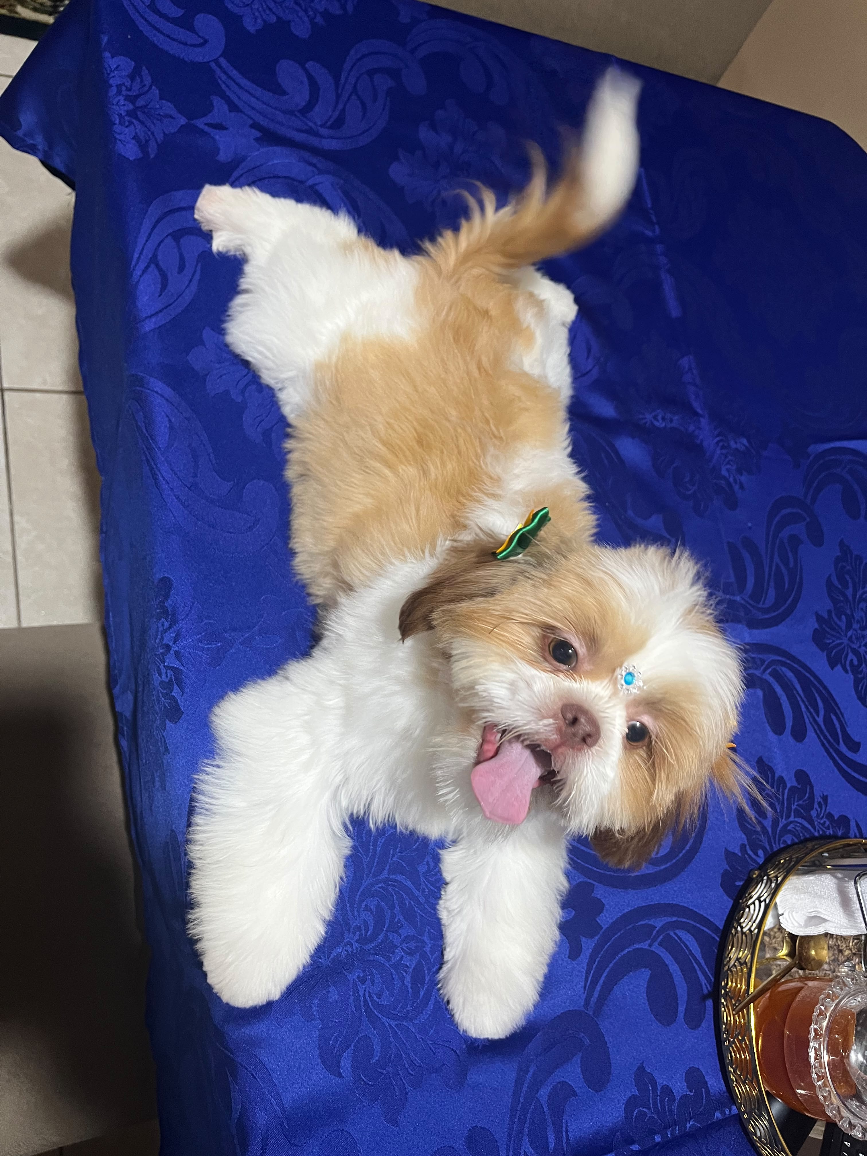 Shih tzu mini - Foto 1