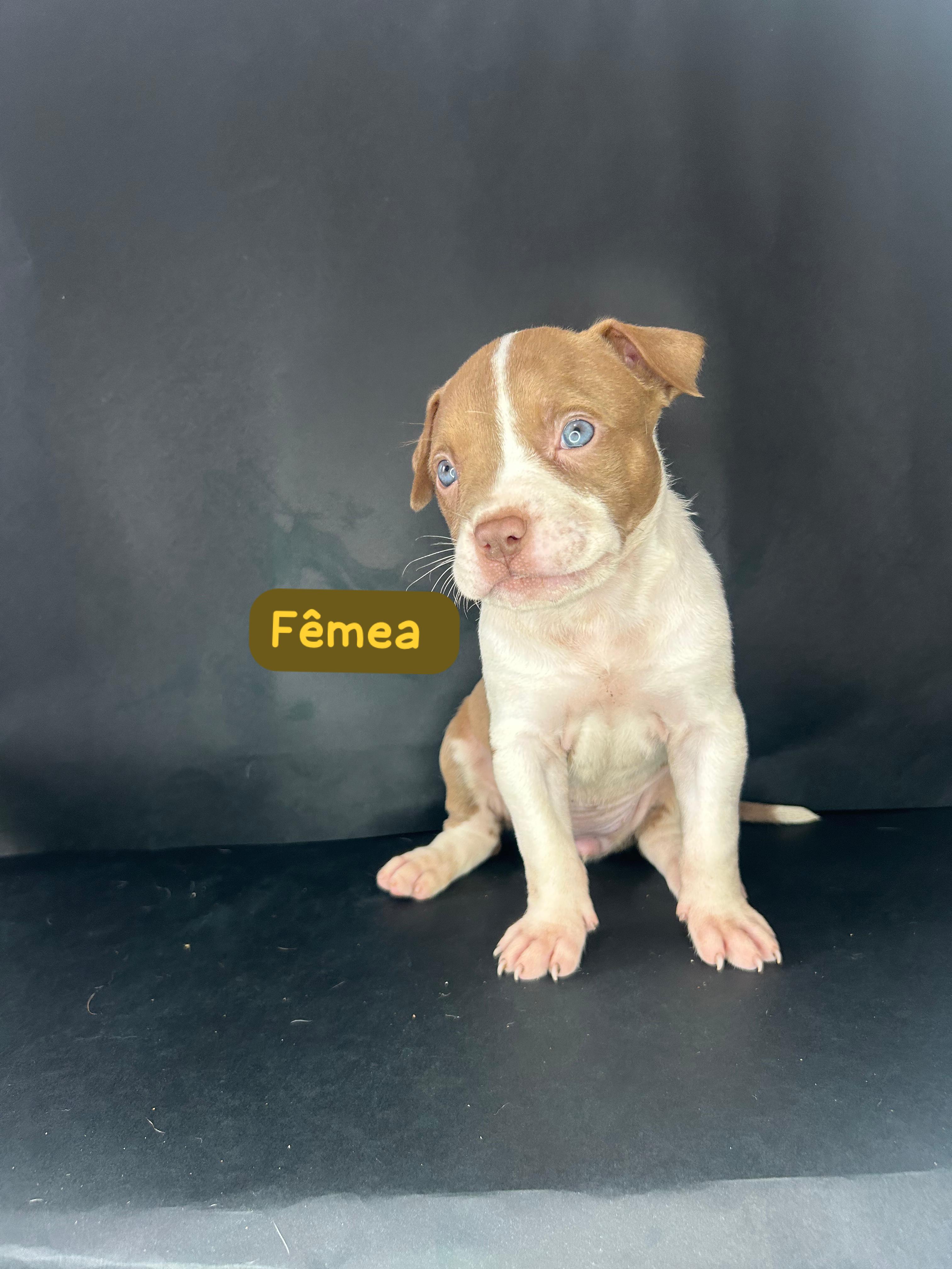 Pitbull - Foto 3
