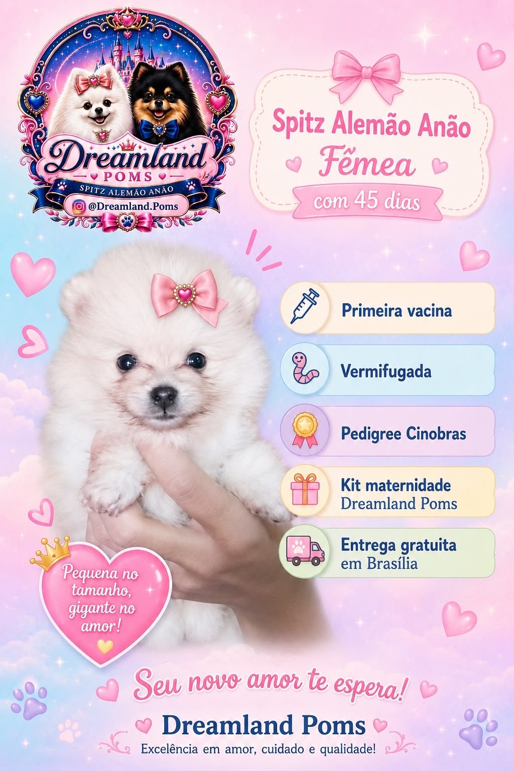 Spitz Alemão - Foto 1