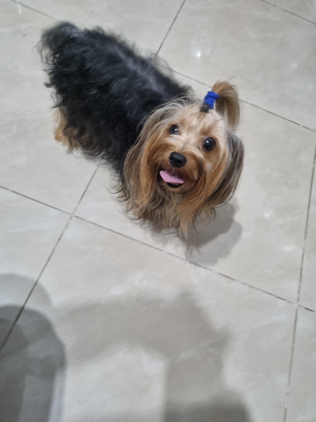 Yorkshire Terrier  - Foto 3