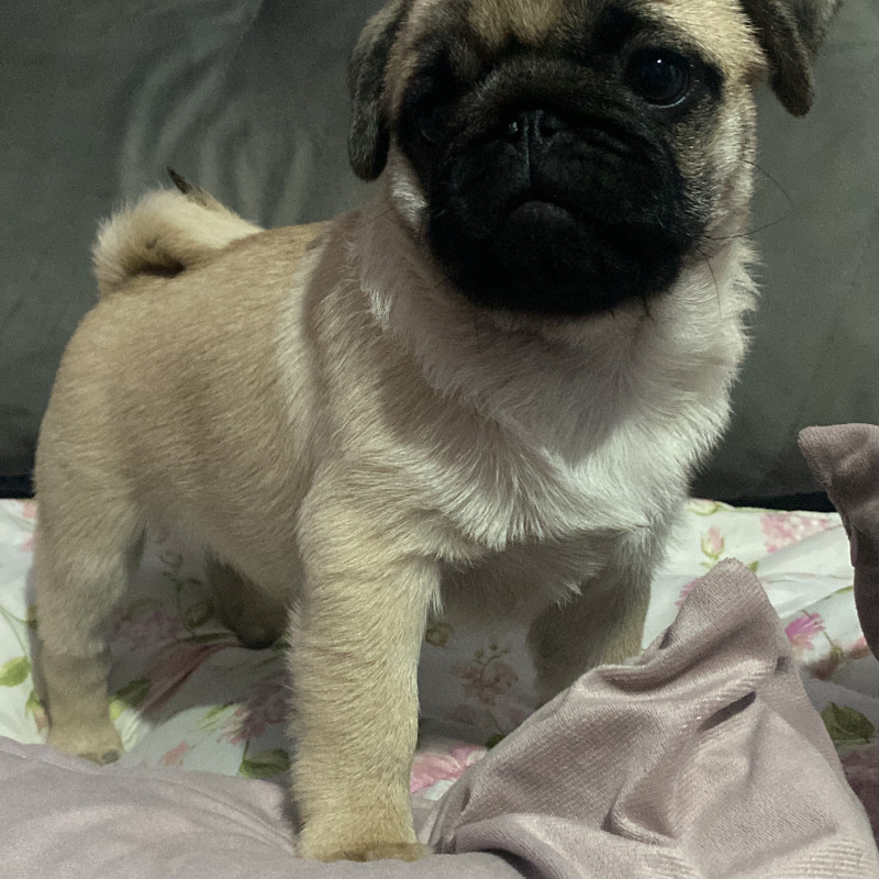 Filhote de Pug abricot macho - Foto 3