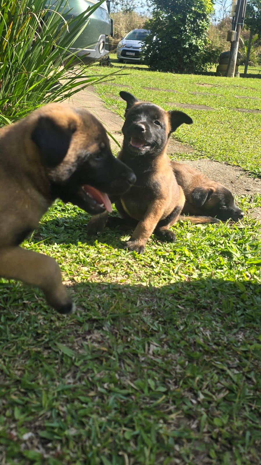 Pastor Belga Malinois - Foto 1