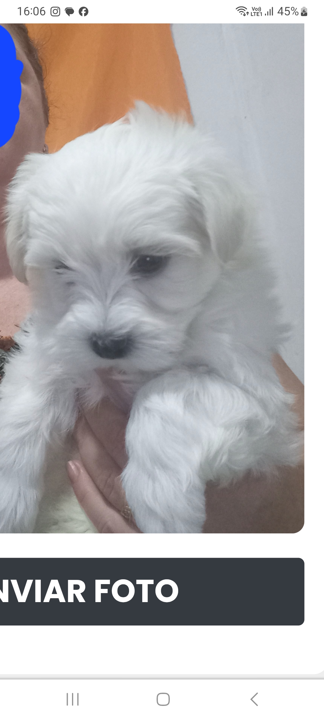 Vendo Maltês filhote  - Foto 1