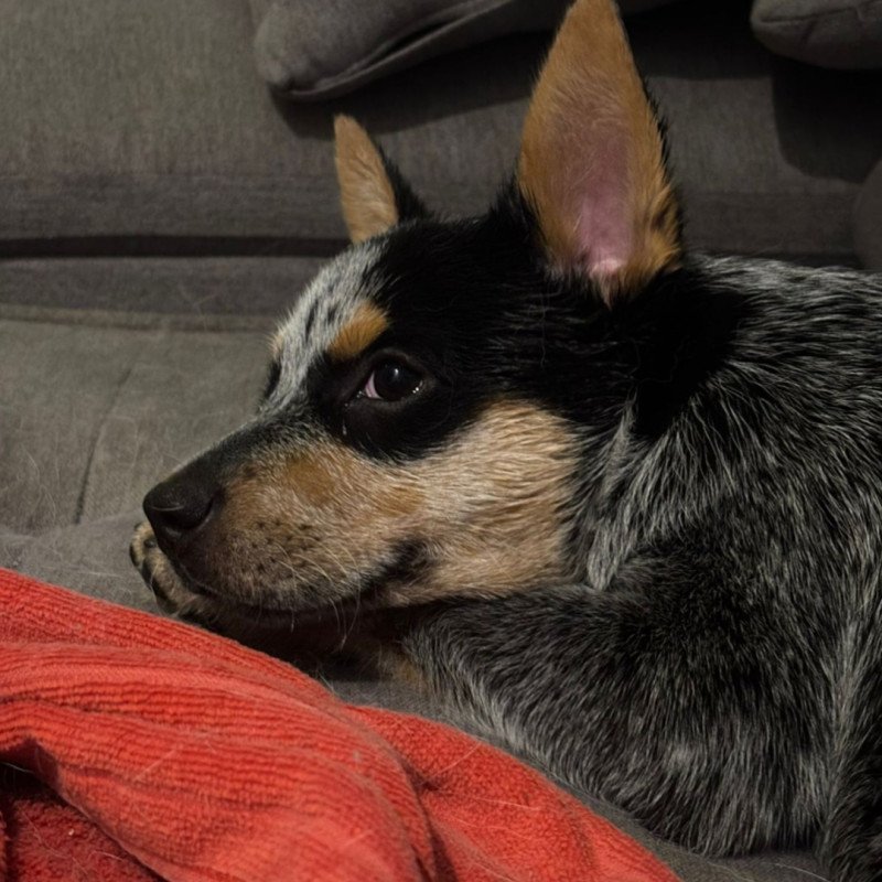 Blue heeler e Red heeler com e sem pedigree - Foto 1