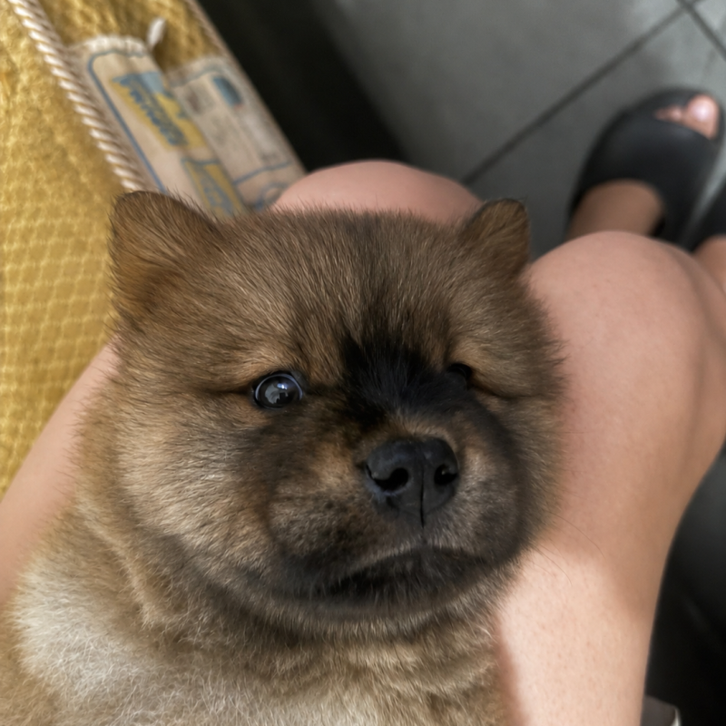 Linda bbzinha chow chow - Foto 2
